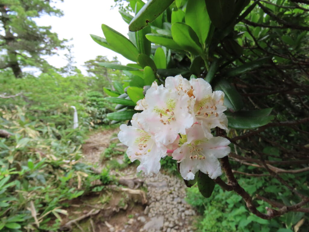 花の安達太良山 シャクナゲの季節